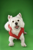 VirtualCollar.com
