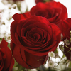Flowerstore.ORG