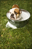 Whirltub.com