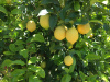 California Lemons -  (approx. 18 - domestic US shipping included)